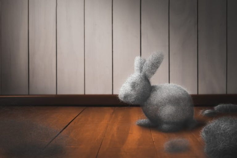 Read more about the article Dust Bunnies, Cobwebs, Pet Hair, Oh My!
