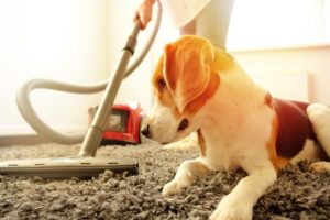 How Do You Clean if You Have Pet Allergies?