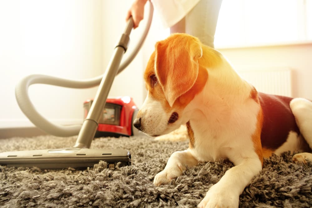 You are currently viewing How Do You Clean if You Have Pet Allergies?