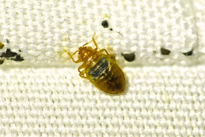 You are currently viewing Baltimore Remains Number 1 on Orkin’s Top 50 Bed Bug Cities List