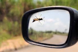 flying bug car side mirror