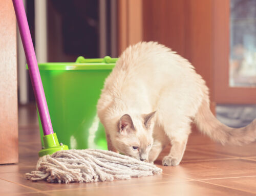 Mastering Pet Odor Removal: Charleston’s Guide to a Fresher Home