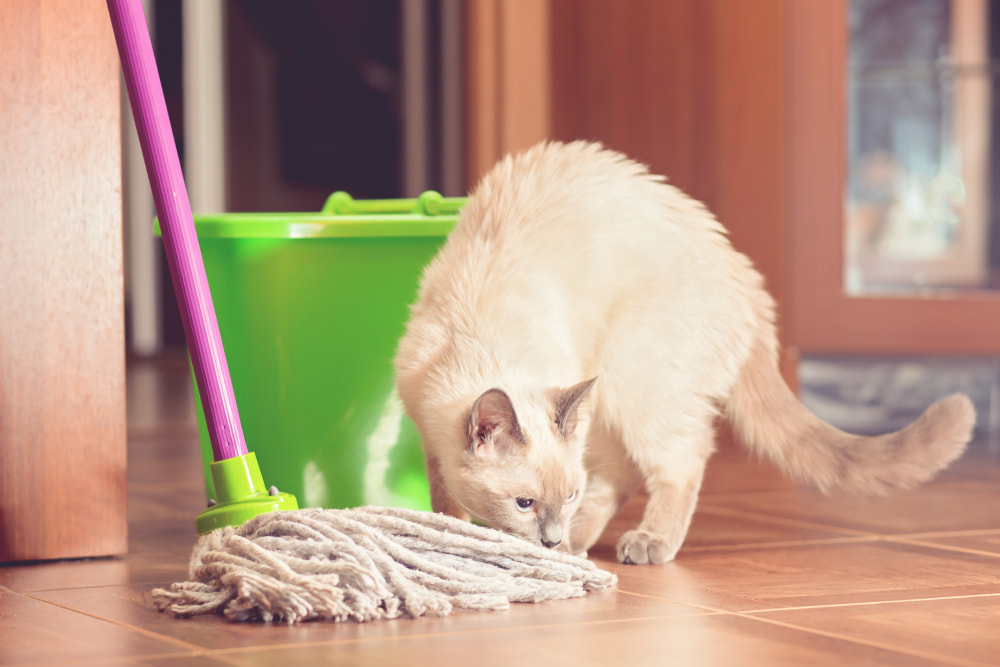 You are currently viewing Top Tips for Cleaning a Home With Pets