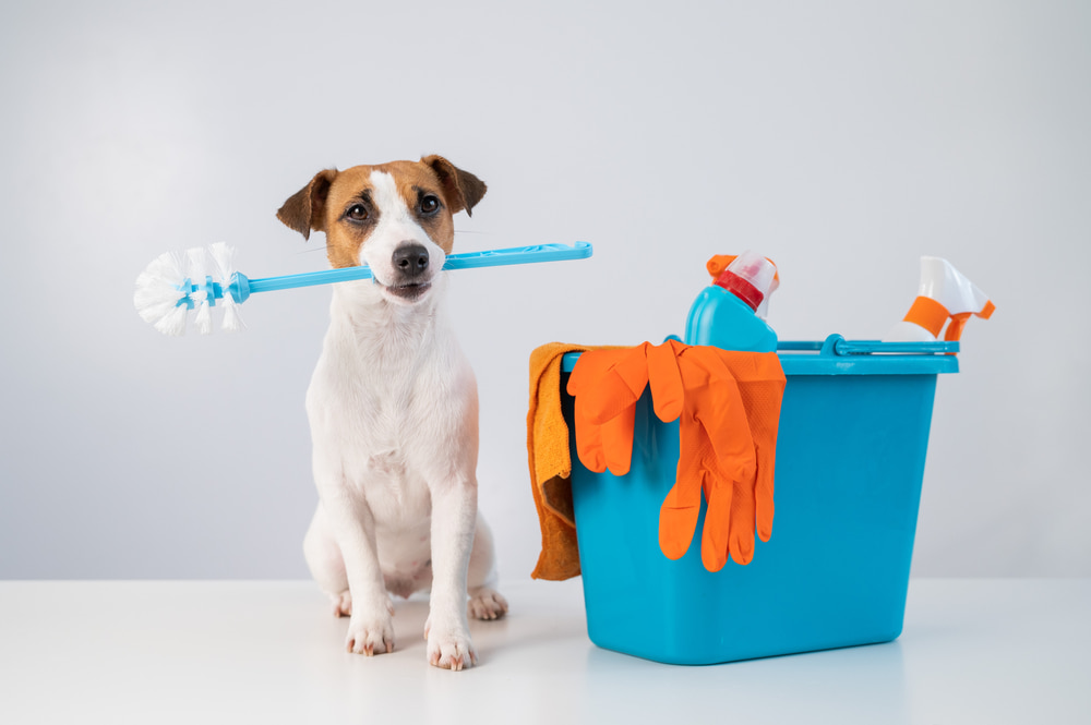 You are currently viewing 5 Tips for Cleaning a Home With Pets