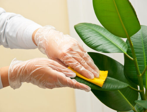 7 Reasons for Regular Plant Cleaning