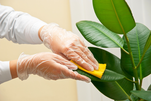 Why should I clean my plants on a regular basis