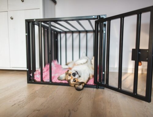 4 Mistakes When Cleaning Pet Cages