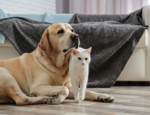 Expert Tips for Maintaining Pet-Friendly Homes Clean in Greenville